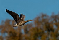 Greater White-fronted Goose. Original public domain image from Flickr