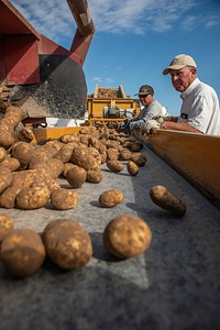 Potato harvest and sorting near Yale Rd. and Frontage Rd. in Declo, Idaho. 10/8/2018 Photo by Kirsten Strough. Original public domain image from Flickr
