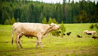 Cattle ranch, nature background. Original public domain image from <a href="https://www.flickr.com/photos/usdagov/51040194721/" target="_blank">Flickr</a>