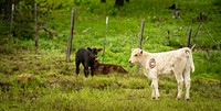Cattle on a ranch near Soldiers Meadow Reservoir on Craig Mountain near Lewiston, Idaho. 5/24/2018 by Kirsten Strough. Original public domain image from <a href="https://www.flickr.com/photos/usdagov/51040283002/" target="_blank" rel="noopener noreferrer nofollow">Flickr</a>