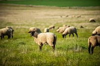 Sheep in a field in the state of Washington. 4/26/2018 photo by Kirsten Strough. Original public domain image from Flickr