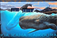 Sperm Whales Kaikoura, NZ.