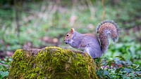 Squirrel desktop wallpaper. Original public domain image from Flickr