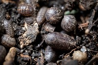 Group of roly polies. Original public domain image from Flickr