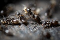Fire ants. Original public domain image from Flickr