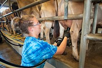 Courtney Biggs, farm manager prepares cows to be milked at Chapel’s Country Creamery a dairy that produces artisan cheeses in Easton, Maryland starts with fresh raw milk produced on the family's Grade A dairy farm.