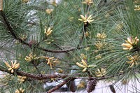Pine Tree Cones and Pollen.
