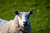 Sheep in a field background. Original public domain image from Flickr