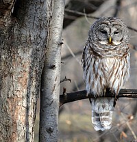 Barred owl perched in a tree. Original public domain image from Flickr