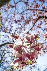 Cherry blossom in Washington DC. Original public domain image from Flickr