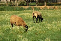 A herd of sheep graze on a Fruitland farm. Fruitland, Idaho. 7/20/2012 Photo by Kirsten Strough. Original public domain image from Flickr