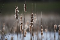 Cattails along a wetland. Original public domain image from Flickr