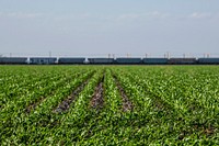 Corn field in Hondo, Texas, on April 9, 2021. USDA Photo/Media by Lance Cheung. Original public domain image from Flickr