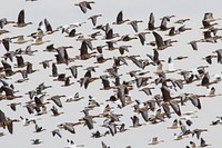 White-fronted geese and snow geese in flight. Original public domain image from Flickr