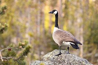 Canada goose perched on a rock along the Firehole River. Original public domain image from Flickr