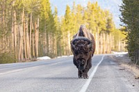 A bull bison walks down the road along the Firehole River by Jacob W. Frank. Original public domain image from Flickr