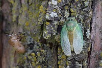 Cicada at Big Muddy National Fish and Wildlife RefugeThis freshly molted cicada rested on a tree near its recently shed exoskeleton.Photo by Anna Weyers/USFWS. Original public domain image from Flickr