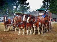 The draft horse team.