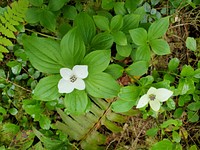 Bunchberry aka Dwarf Dogwood, Mt. Baker-Snoqualmie National Forest. Photo by Anne Vassar May 17, 2021. Original public domain image from Flickr