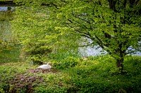 Nesting Swan. Original public domain image from Flickr