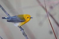 Prothonotary warbler. We spotted this prothonotary warbler at Shiawassee National Wildlife Refuge in Michigan. Original public domain image from Flickr