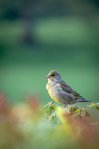 Cute bird closeup. Original public domain image from Flickr