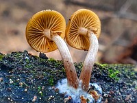 Galerina patagonica .One of the more common and easily recognised Galerina species in that the cap has a papilla (a raised area in the centre of the cap). Original public domain image from Flickr
