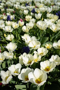 White flower field. Original public domain image from Flickr