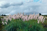 Pampas grass.