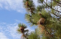 Coulter pine cones, beautiful nature background. Original public domain image from Flickr