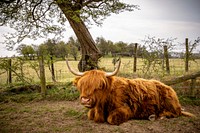 Yak in a farm. Original public domain image from Flickr