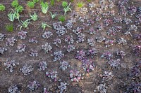 Native Garden at O'Neill Building