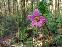 Salmonberry on the Mt. Baker-Snoqualmie National Forest. Photo by Anne Vassar April 20/21, 2021. Original public domain image from Flickr