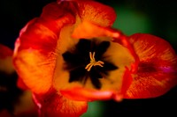 Orang flower background, macro shot. Original public domain image from Flickr