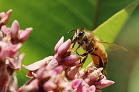 Western honey bee on common milkweed. We spotted this western honey bee on common milkweed at Mingo National Wildlife Refuge in Missouri. Original public domain image from Flickr