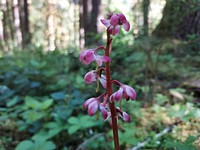 Pink wintergreen, Mt. Baker-Snoqualmie National Forest. Photo by Anne Vassar June 17, 2021. Original public domain image from Flickr