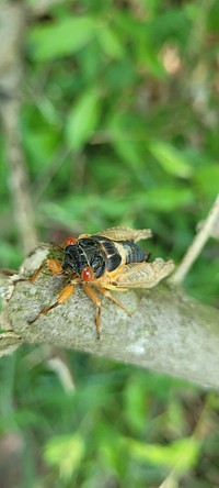 Brood X cicadas in OhioWhile conducting a copper-bellied watersnake survey in Williams County, Ohio, our biologists found several Brood X cicadas!Photo by Lindsey Korfel/USFWS. Original public domain image from Flickr