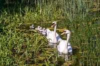 Swans in a pond. Original public domain image from Flickr