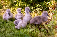 Baby swans on land. Original public domain image from Flickr