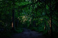 Lush forest with sunlight in early morning. Original public domain image from Flickr