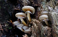 Armillaria novae-zelandiae is a species of mushroom in the family Physalacriaceae. This plant pathogen species is one of three Armillaria species that have been identified in New Zealand. Original public domain image from Flickr