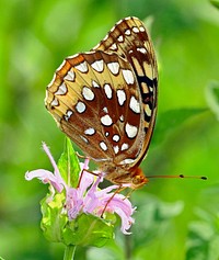 Beautiful butterfly in nature. 