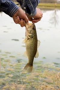 Man holding a Bass fish. Free public domain CC0 photo.