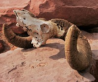 Bighorn sheep skull. Original public domain image from Flickr