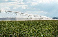 Cotton field, agricultural land. Free public domain CC0 photo.