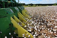 Cotton field, agricultural land. Free public domain CC0 photo.