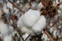 Cotton boll. Free public domain CC0 image.