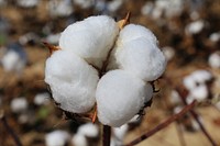 Mature Cotton Boll
