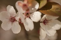 White cherry blossom background. Free public domain CC0 image.