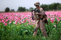Marine combat engineer patrols through field in Afghanistan